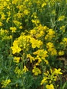 RapeseedÃÂ  on sky background. Brassica napus in the field. Agriculture. Nature background. Yellow flowers. Summer and spring